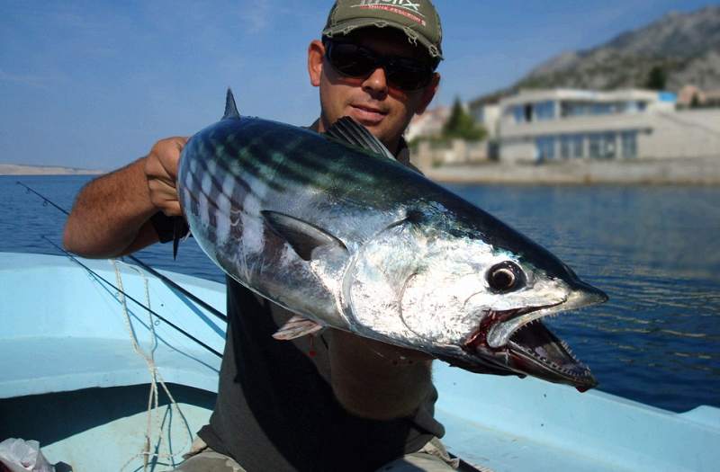 http://www.croatia-fishing-charter.com/images/palamida-1.jpg