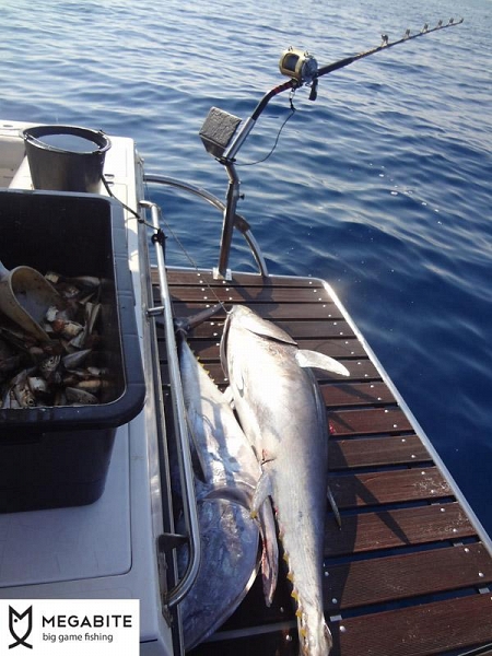 Thunfisch Drifting Biograd Kroatien
