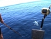 Thunfischfang in Kroatien.