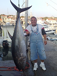 Giant Bluefin