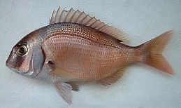 Pagrus_pagrus Pagrus_pagrus