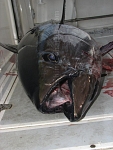 Bluefin tuna