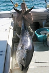 Tuna 180 kg